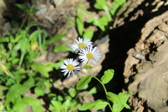 Erigeron coulteri
