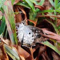 Caprona ransonnettii