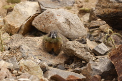 Marmota