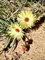 Cephalophyllum pillansii