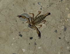 Anuroctonus phaiodactylus