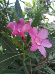 Nerium oleander