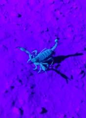 Anuroctonus phaiodactylus