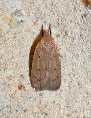 Inga obscuromaculella