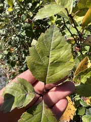 Crataegus douglasii