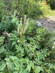 Sanguisorba stipulata