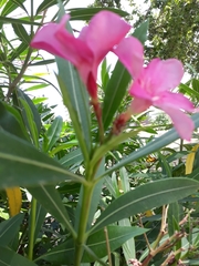Nerium oleander
