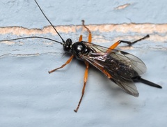 Pimpla