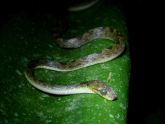 Leptodeira