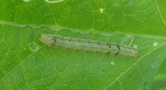 Pyrausta phoenicealis