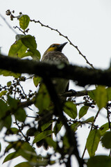 Pycnonotus bimaculatus