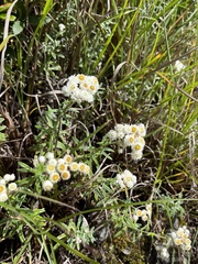 Anaphalis morrisonicola