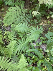 Oreopteris quelpartensis