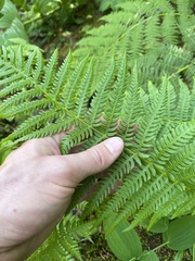 Oreopteris quelpartensis