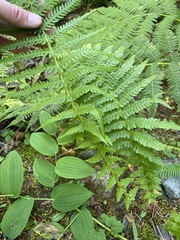 Oreopteris quelpartensis