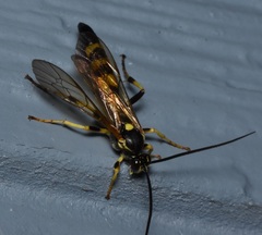 Ichneumonina