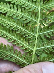 Oreopteris quelpartensis