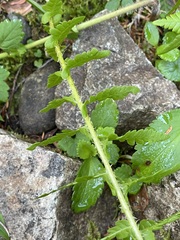 Oreopteris quelpartensis