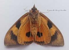 Eudocima serpentifera