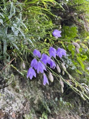 Adenophora morrisonensis