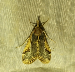 Loxostege albiceralis