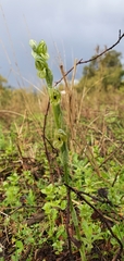 Pterostylis bicolor