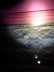 Eulithis gracilineata