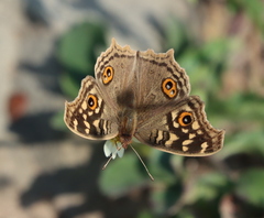 Junonia lemonias
