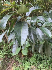 Turpinia formosana