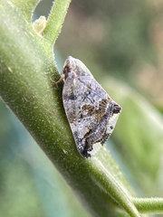 Ricania speculum