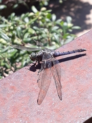 Orthetrum cancellatum