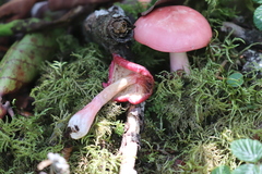 Russula sanguinea