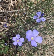 Linum lewisii