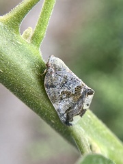 Ricania speculum
