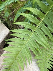 Oreopteris quelpartensis