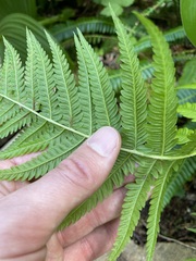 Oreopteris quelpartensis