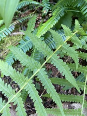 Oreopteris quelpartensis