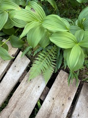 Oreopteris quelpartensis