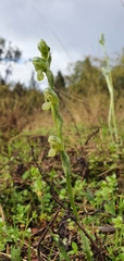 Pterostylis bicolor
