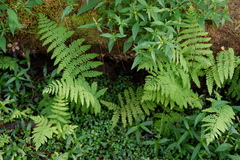 Thelypteris palustris pubescens