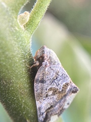 Ricania speculum