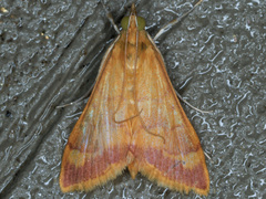 Pyrausta pseudonythesalis