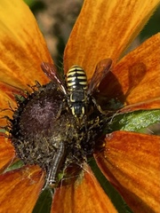 Paranthidium jugatorium