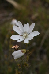 Drosera heterophylla