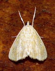 Glaphyria glaphyralis