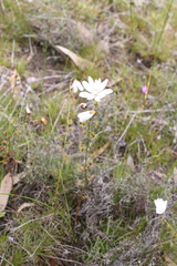 Drosera heterophylla