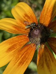 Paranthidium jugatorium