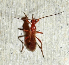 Aleiodes politiceps