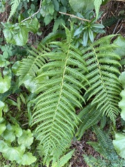 Oreopteris quelpartensis