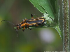 Chauliognathus marginatus